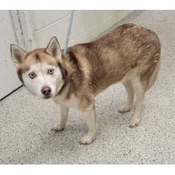 Photo of Shearah, adoptable Husky in Kansas City, Missouri