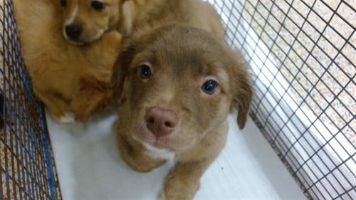 Photo of Charlie, adoptable Chihuahua in Miami, Florida