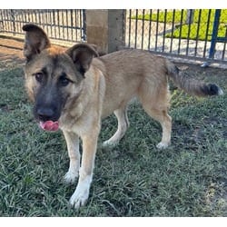 Photo of Stella, adoptable Shepherd (Unknown Type) in Jurupa Valley, California