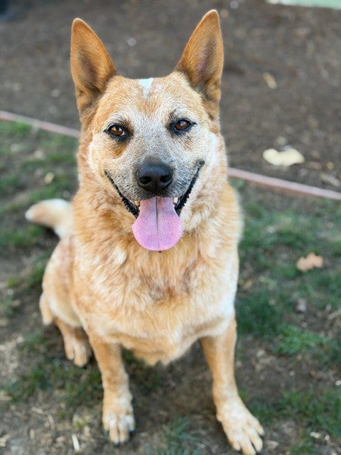 Photo of Cupid, adoptable Australian Cattle Dog/Blue Heeler in Lompoc, California