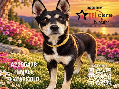 Photo of Susan, adoptable German Shepherd Dog in Los Angeles, California