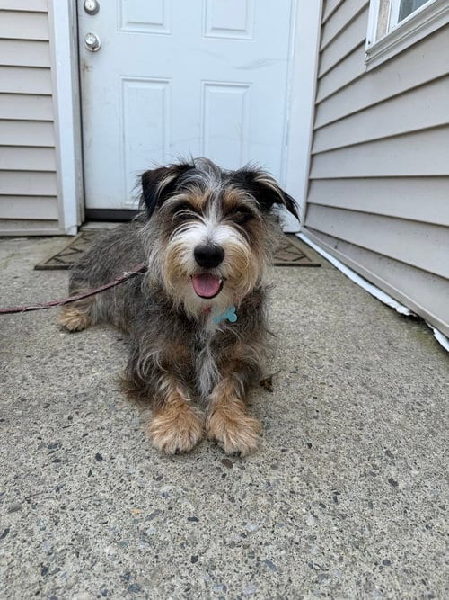 Photo of Buster (Cocoa's Crew), adoptable Terrier in Brewster, New York