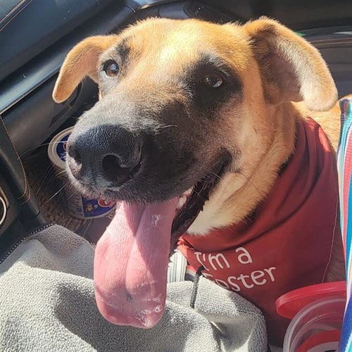 Photo of Protractor, adoptable Mastiff in San Antonio, Texas