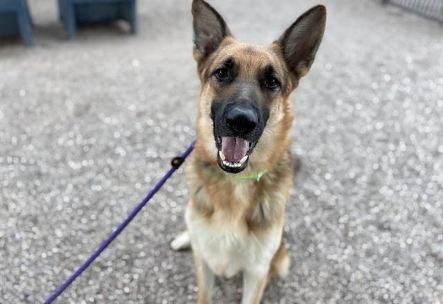 Photo of Shifty, adoptable dog