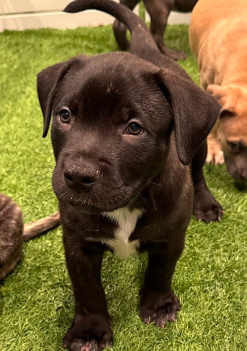 Photo of Sumit, adoptable Labrador Retriever in Sanford, Florida