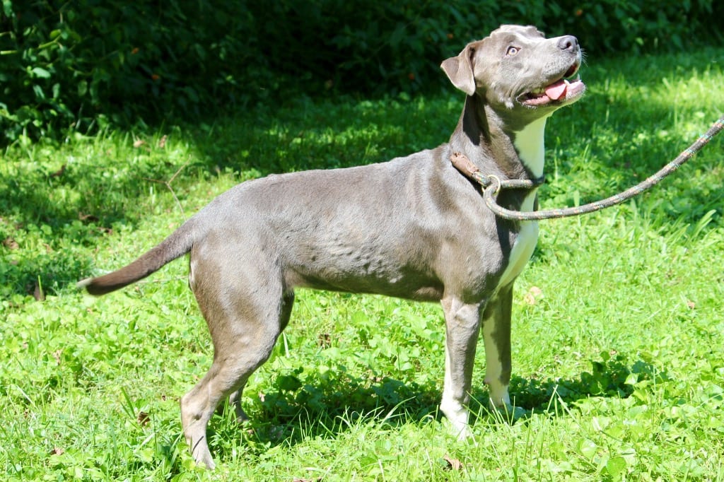 Photo of Luna, adoptable Mixed Breed in Brazil, Indiana