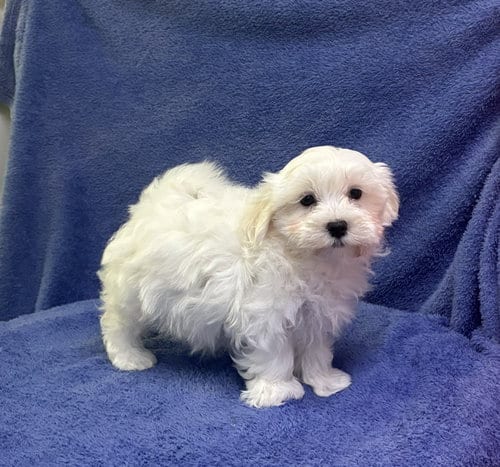 Photo of Morty, adoptable Maltese in Cumming, Georgia
