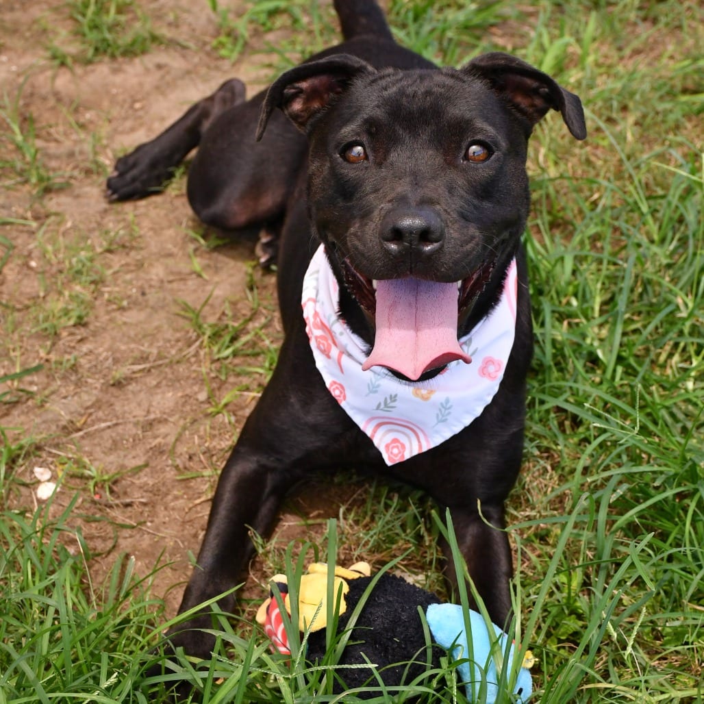 Photo of Margot, adoptable Terrier, Pit Bull in Beaumont, Texas