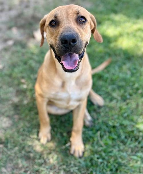 Photo of Dougie, adoptable Mastiff in Riverside, California