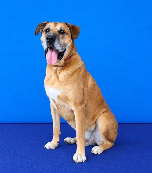 Photo of Bullwinkle, adoptable Boxer in Baldwin Park, California