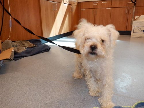 Photo of A1415198, adoptable Poodle (Miniature) in San Jose, California