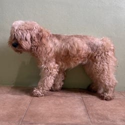 Photo of SnickerDoodle 4151, adoptable Poodle (Miniature) Pointer in Loxahatchee, Florida