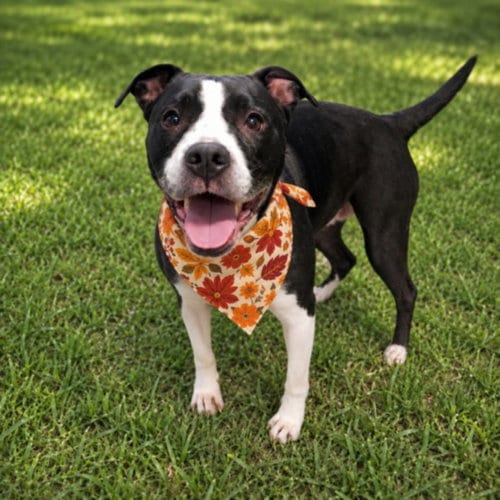 Photo of Lola, adoptable Pit Bull Terrier in Clinton Township, Michigan
