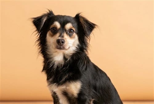 Photo of Sushi, adoptable Chihuahua in Los Angeles, California