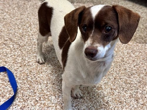 Photo of Buffy, adoptable Dachshund in Pueblo, Colorado