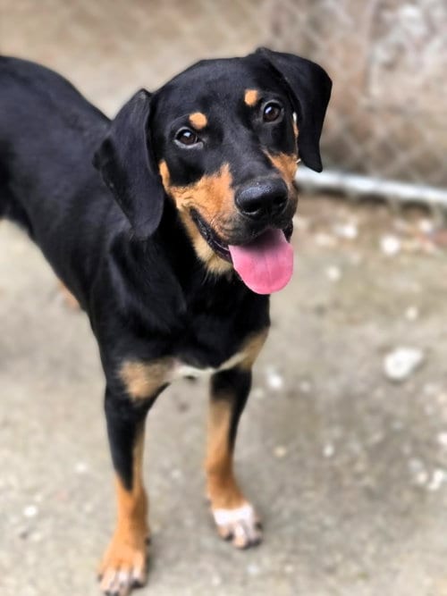 Photo of Jackson, adoptable Unknown breed in Crandall, Georgia