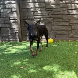 Photo of Sir Surfin 9085, adoptable German Shepherd Dog Mixed Breed (Medium) in Loxahatchee, Florida