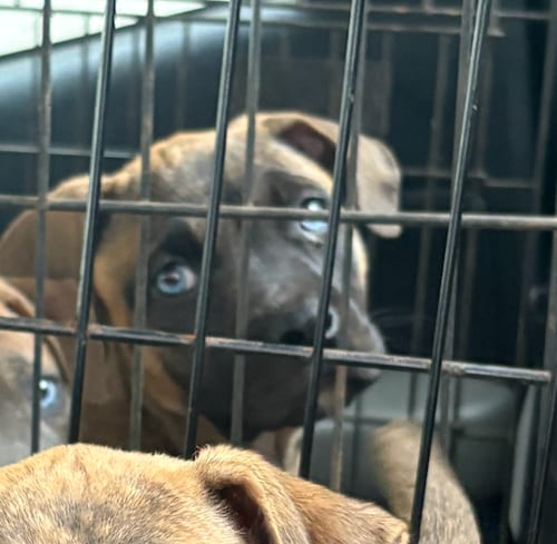 Photo of Bluey, adoptable Catahoula Leopard Dog in Atlanta, Georgia