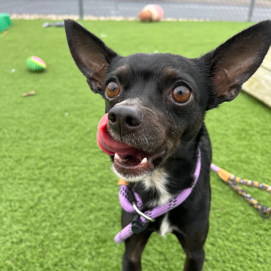 Photo of Slenderman, adoptable Chihuahua, Short Coat / Mix in Bristol, Indiana