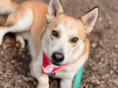 Photo of Mr. P., adoptable Husky in Martinsburg, West Virginia