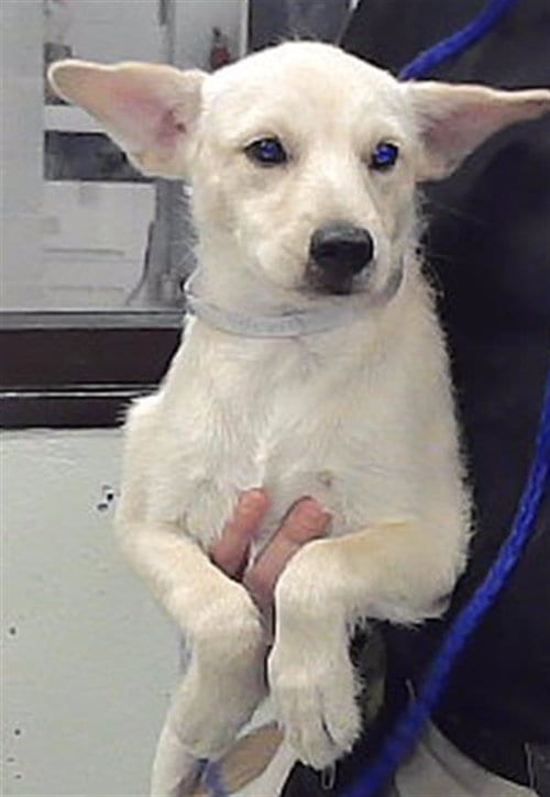 Photo of A2097028, adoptable Labrador Retriever in Houston, Texas
