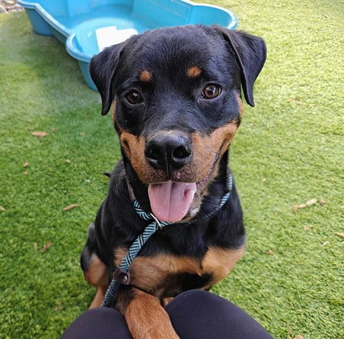Photo of Silas, adoptable Rottweiler in San Jose, California