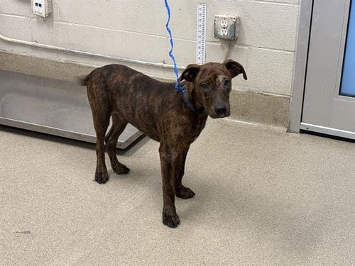 Photo of Lorax, adoptable American Staffordshire Terrier in Grand Prairie, Texas