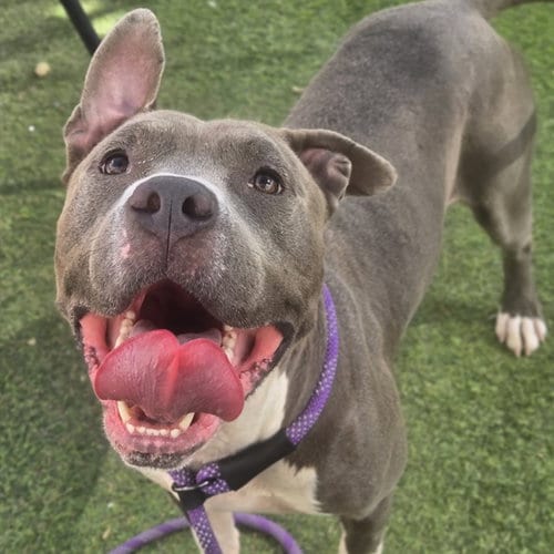 Photo of Eeyore, adoptable American Pit Bull Terrier in Mesa, Arizona