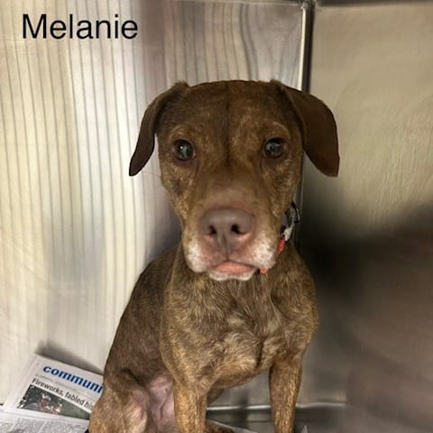 Photo of Melanie, adoptable Mixed Breed (Medium)