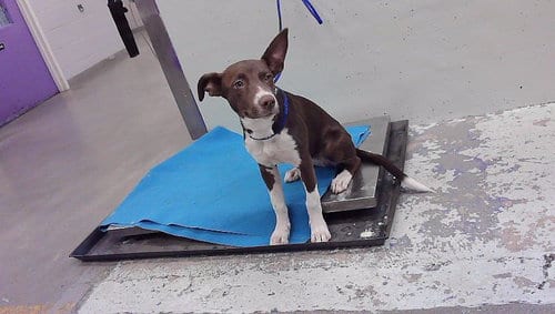 Photo of A2098354, adoptable American Staffordshire Terrier in Houston, Texas