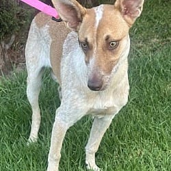 Photo of Chelsey, adoptable Australian Cattle Dog in Bell Gardens, California