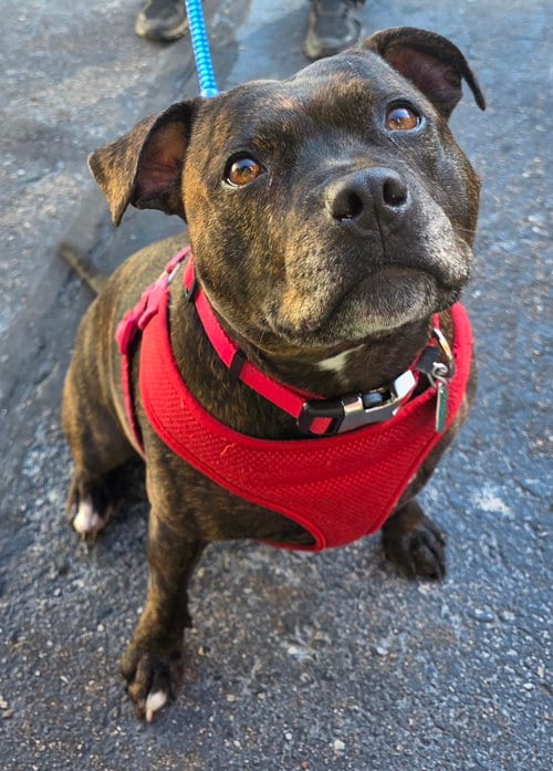 Photo of Shasta- Pocket Princess! LOVES WATER, adoptable Pit Bull Terrier in Clarkston, Michigan