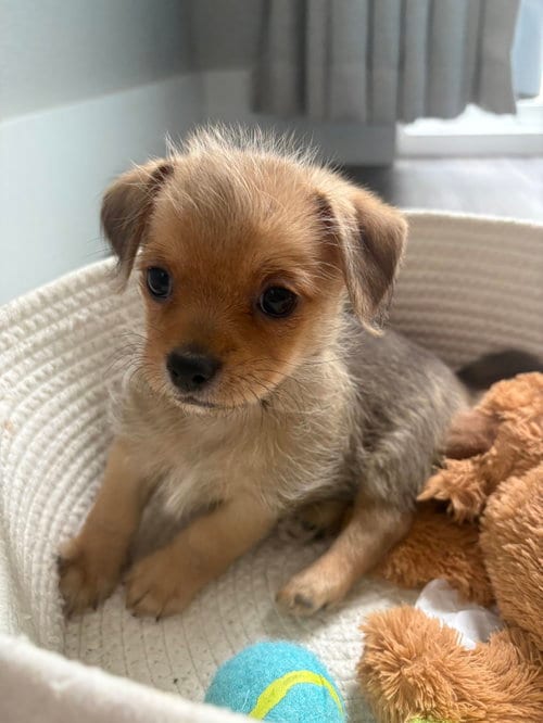 Photo of Topaz, adoptable Terrier in Evergreen, Colorado