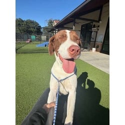 Photo of Edna, adoptable Mixed Breed (Medium) in Baton Rouge, Louisiana