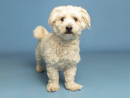 Photo of Milo, adoptable Maltese in Phoenix, Arizona