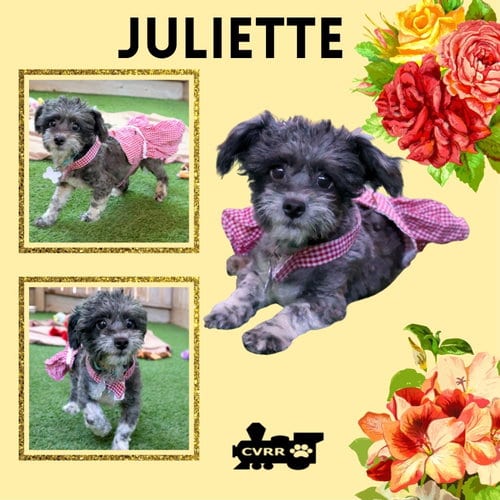 Photo of Juliette (Ritzy), adoptable Terrier in Lindsay, California