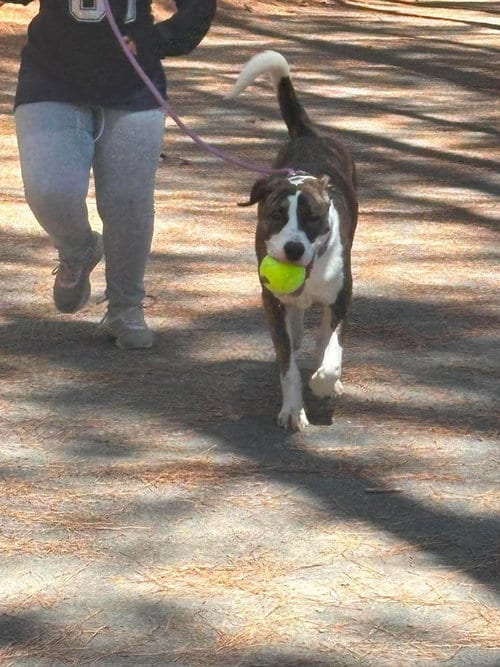 Photo of Reggie, adoptable Boxer in garner, North Carolina