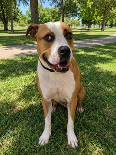 Photo of Knox, adoptable American Bulldog in Miami, Florida