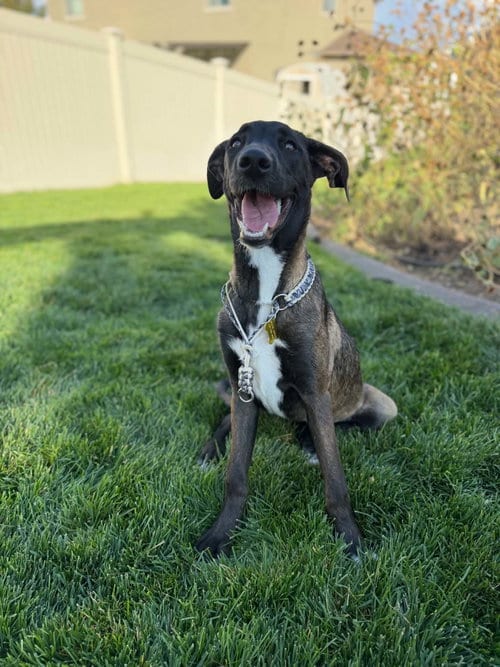 Photo of Sawubona, adoptable Shepherd in Sandy, Utah