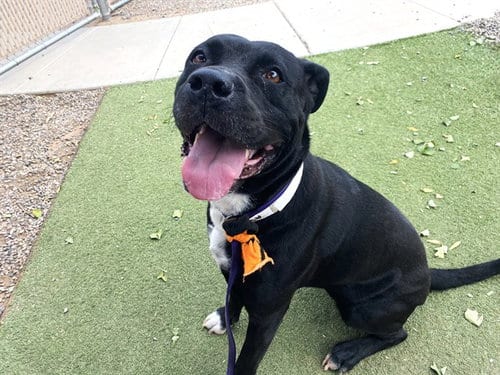 Photo of Kalifa, adoptable American Pit Bull Terrier in Phoenix, Arizona