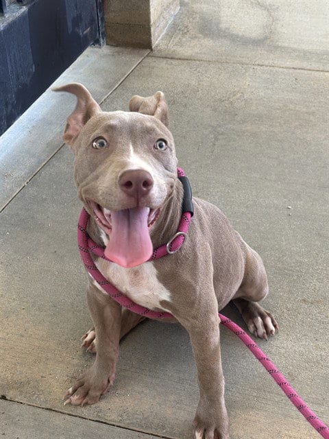 Photo of Lucie, adoptable Pit Bull Terrier in Riverside, California