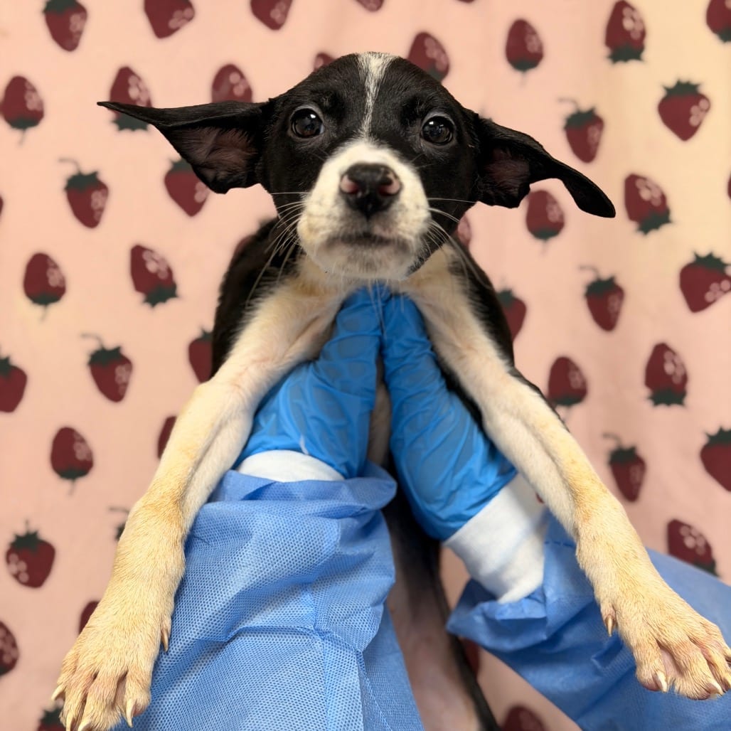 Photo of Olivia, adoptable Terrier / Mix in San Antonio, Texas