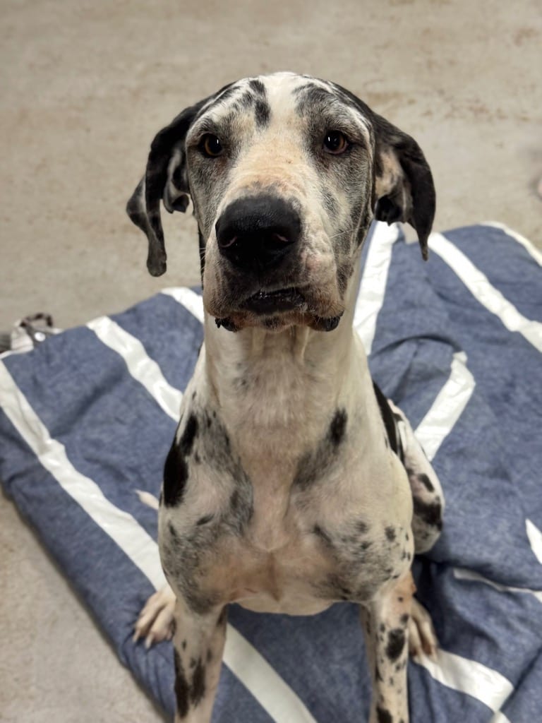 Photo of Beverly, adoptable Great Dane in Canyon Lake, Texas