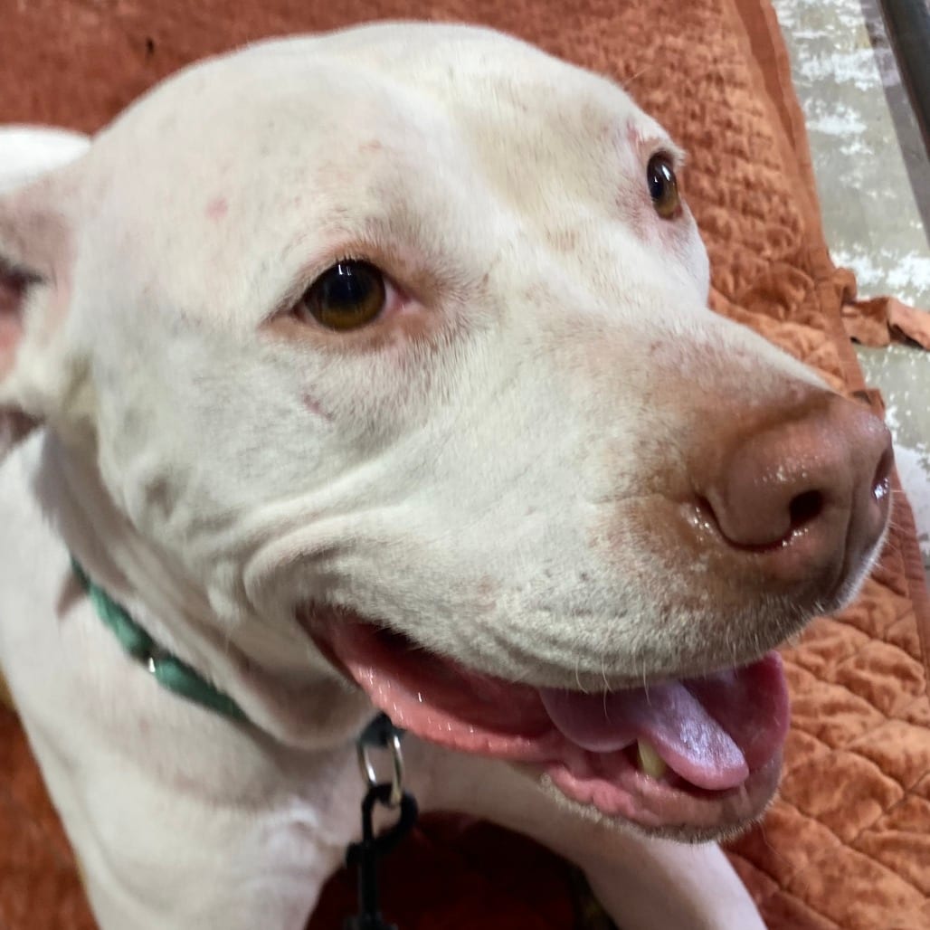 Photo of Ariana (Asha), adoptable Mixed Breed (Medium) in Houston, Texas