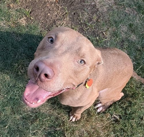 Photo of Birdie, adoptable Pit Bull Terrier in Plano, Texas