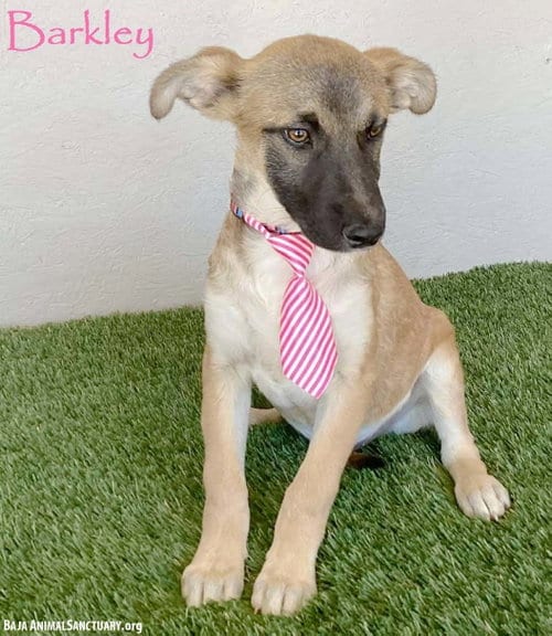 Photo of Barkley, adoptable Belgian Shepherd Malinois in San Diego, California