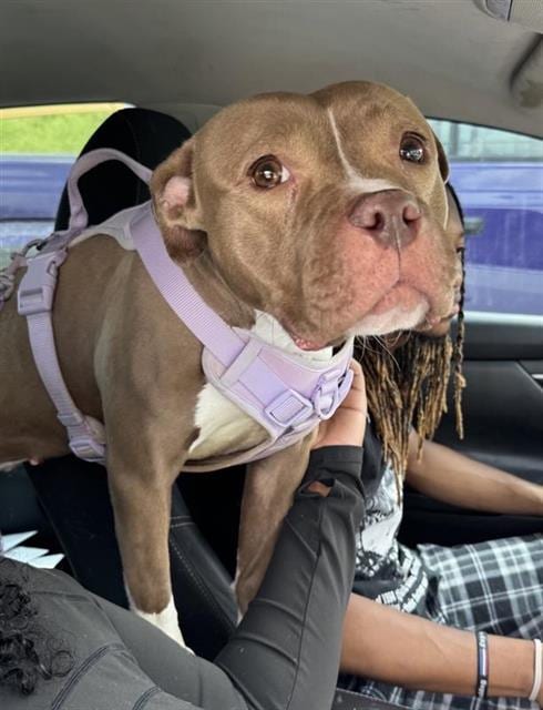 Photo of Mocha, adoptable American Staffordshire Terrier in San Antonio, Texas