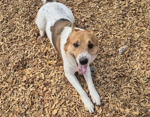 Photo of Severance, adoptable Australian Cattle Dog/Blue Heeler in Albuquerque, New Mexico
