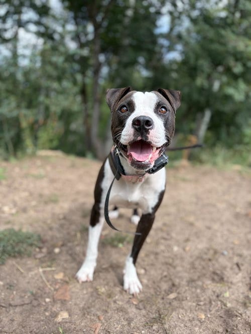 Photo of Dee Dee, adoptable Pit Bull Terrier in Salt Lake City, Utah