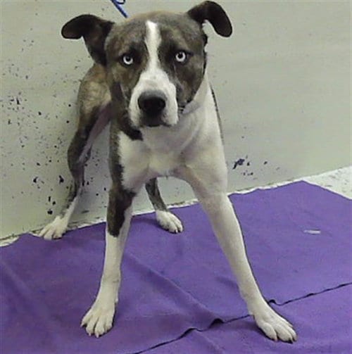 Photo of A2102075, adoptable Husky in Houston, Texas